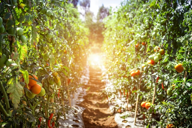 poliester agricultura